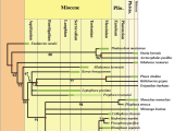 Fossils and Relative Dating Worksheet Answers with Prophoca and Leptophoca Pinnipedia Phocidae From the Miocene