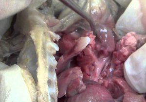 Frog Dissection Lab Worksheet Answer Key Also Fetal Pig Dissection Challenge Ii Pinterest