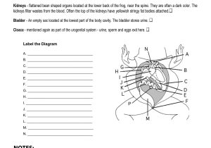 Frog Dissection Lab Worksheet Answer Key and Advance Preparation and Class Materials Walker Stem after School