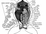 Frog Dissection Lab Worksheet Answer Key together with Frog Insides Diagram Elegant Fetal Pig Dissection Diagram Answers