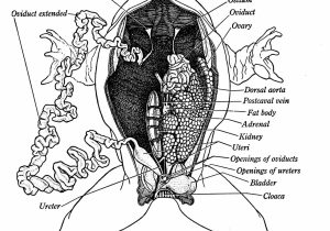 Frog Dissection Lab Worksheet Answer Key together with Frog Insides Diagram Elegant Fetal Pig Dissection Diagram Answers