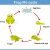 Frog Dissection Worksheet Also Life Cycle A Frog for Children