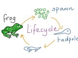 Frog Dissection Worksheet Also Life Cycle Of A Frog Drawing