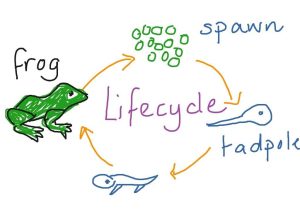 Frog Dissection Worksheet Also Life Cycle Of A Frog Drawing