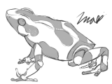 Frog Dissection Worksheet Also Poison Dart Frog Clipart Pinart Royalty Free Rf Poison D