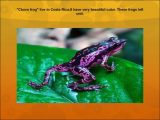 Frog Dissection Worksheet and Endargered Animals