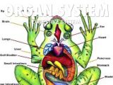 Frog Dissection Worksheet and Froglevels Of organization by ashley Hagenbuch