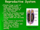 Frog Dissection Worksheet Answers Also Worksheets 47 Inspirational Frog Dissection Worksheet Full Hd