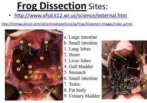 Frog Dissection Worksheet Answers as Well as Frog Dissection Worksheet Answers Fresh Classification Chapter 17