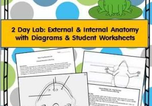 Frog Dissection Worksheet Answers together with 22 Best Dissection Images On Pinterest
