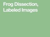 Frog Dissection Worksheet Answers together with 9 Best Frog Dissection Images On Pinterest