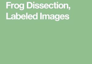 Frog Dissection Worksheet Answers together with 9 Best Frog Dissection Images On Pinterest