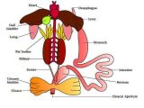 Frog Dissection Worksheet Answers with Frog Digestive System Diagram