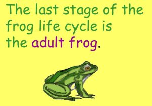 Frog Dissection Worksheet as Well as Frog Life Cycle Powerpoint Bing Images