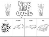 Frog Dissection Worksheet as Well as Worksheets Frog Life Cycle Worksheet Eurokaclira Free Work
