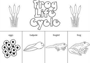 Frog Dissection Worksheet as Well as Worksheets Frog Life Cycle Worksheet Eurokaclira Free Work