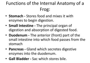 Frog Dissection Worksheet or Frog Body Parts and Functions Ppt