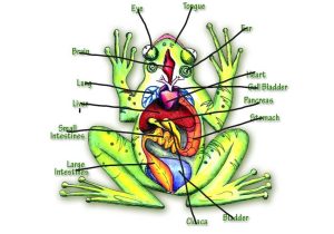 Frog Dissection Worksheet together with Diagram A Frog Circulatory System Arterial System and Ven