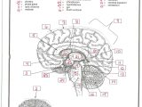 Functions Worksheet with Answers Along with tolle Brain Parts and Functions Diagram Galerie Physiologie Von