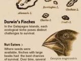 Galapagos island Finches Worksheet Along with Charles Darwin theory Of Evolution