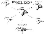 Galapagos island Finches Worksheet Along with Charles Darwin theory Of Evolution
