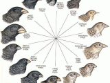 Galapagos island Finches Worksheet Also Darwin S Finches Read the Beak Of the Finch and the Illustration