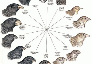 Galapagos island Finches Worksheet Also Darwin S Finches Read the Beak Of the Finch and the Illustration