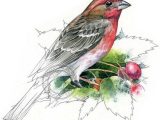 Galapagos island Finches Worksheet and 16 Best Book Images On Pinterest