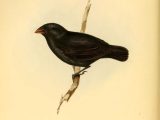 Galapagos island Finches Worksheet and 17 Best Evolution Images On Pinterest