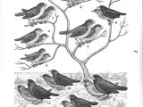 Galapagos island Finches Worksheet and 18 Best Charles Darwin Finches Images On Pinterest