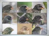 Galapagos island Finches Worksheet and the origin Of Species the Beak Of the Finch