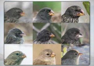 Galapagos island Finches Worksheet and the origin Of Species the Beak Of the Finch