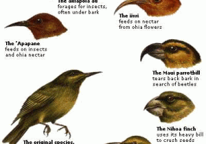 Galapagos island Finches Worksheet as Well as Finches and their Beaks Charles Darwin Finches