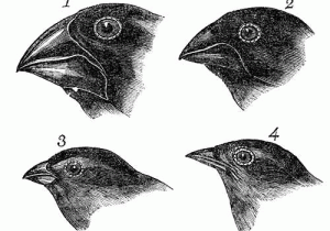 Galapagos island Finches Worksheet together with Sketches Of Finches Made by Darwin Evolution Tattoos