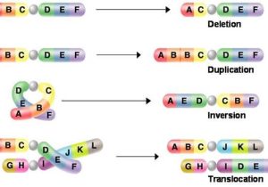 Gene and Chromosome Mutation Worksheet Also Gen Und Chromosomenmutations Arbeitsblatt Frisch Mutation