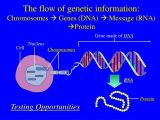 Gene and Chromosome Mutation Worksheet Answer Key Also Dna Flow Of Information Bing Images