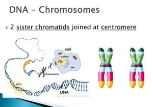 Gene and Chromosome Mutation Worksheet Answer Key Also the Cell Cycle and How Cells Divide Ppt