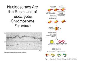 Gene and Chromosome Mutation Worksheet Answer Key and Chromosome Structure Ppt Bing Images
