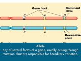 Gene and Chromosome Mutation Worksheet Answer Key and Heredity Vocabulary by Skye Fernandez