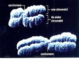 Gene and Chromosome Mutation Worksheet Answer Key or Chromosomes Chapter 61 Online Presentation