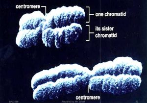 Gene and Chromosome Mutation Worksheet Answer Key or Chromosomes Chapter 61 Online Presentation