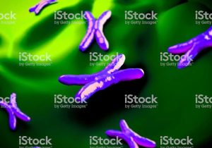 Gene and Chromosome Mutation Worksheet Answer Key with Chromosome Stok Fotoraflar and 2015nin Daha Fazla Resimleri