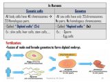 Gene and Chromosome Mutation Worksheet Answer Key with Tumor Pathogenesis Lecture 7 Tumor Pathogenesis Lecture 7