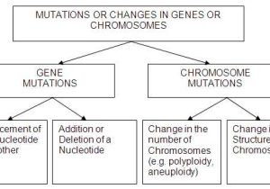 Gene and Chromosome Mutation Worksheet as Well as Gen Und Chromosomenmutations Arbeitsblatt Neu Mutations Biology is