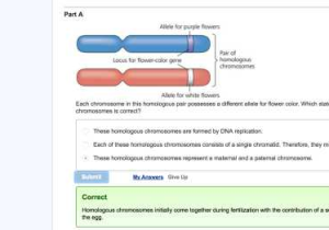 Gene and Chromosome Mutation Worksheet or Chapter 14 Homework – Mastering Biology – Rhs Homework