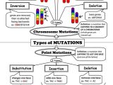 Gene and Chromosome Mutation Worksheet with Gene and Chromosome Mutation Worksheet Choice Image Worksheet Math