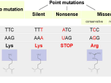 Gene and Chromosome Mutation Worksheet with Point Mutation