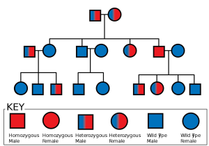 Gene Mutations Worksheet Answer Key and 2014] Alyssa Pekarek Achondroplasia Achondroplasia Children
