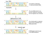 Gene Mutations Worksheet Answer Key and Dna Mutations Practice Worksheet Answer Key Inspirational Mutations