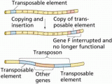 Gene Regulation and Expression Worksheet Answers together with Gene Control